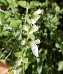 Salvia cedrosensis
