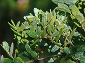 Nothofagus dombeyi ssp. glauca