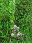 Proustia pyrifolia