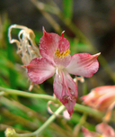 Alstroemeria angustifolia
