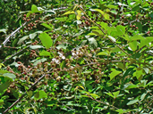 Rubus constrictus