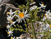 Schizanthus hookerii