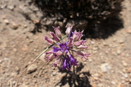 Allium fimbriatum