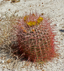 Ferocactus cylindraceus ssp. tortulispinus