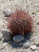 Ferocactus cylindraceus ssp. tortulispinus