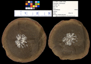 Annularia sp.
