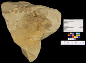Annularia sp.