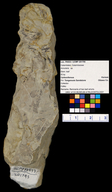 Annularia sp.