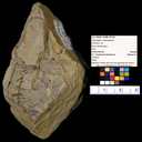 Annularia sp.