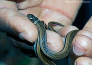 Gold-collared Snake