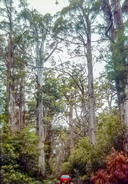 Eucalyptus diversicolor