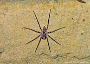 Ornamental Wandering Spider