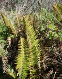 Polystichum imbricans ssp. imbricans