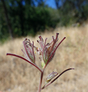 Cordylanthus pilosus ssp. hansenii