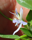 Heteranthera rotundifolia