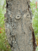 Araucaria araucana