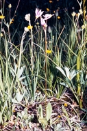 Primula pauciflora var. pauciflora