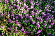 Collinsia heterophylla