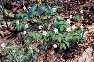 Anemonoides lancifolia