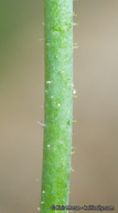 Saltugilia latimeri