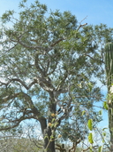 Forchammeria watsonii