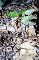 Asarum arifolium