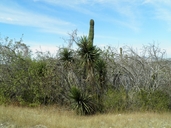Yucca capensis