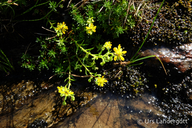 Saxifraga aizoides