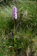 Dactylorhiza maculata ssp. savogiensis