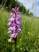 Dactylorhiza maculata ssp. fuchsii