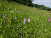 Dactylorhiza maculata ssp. fuchsii