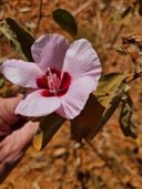 Sturt's Desert Rose