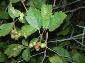 Crataegus castlegarensis