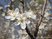 Prunus spinosa
