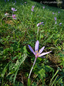 Colchicum autumnale