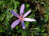 Colchicum autumnale