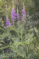 Galega officinalis