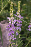 Galega officinalis