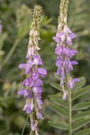 Galega officinalis