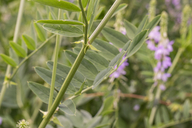 Galega officinalis