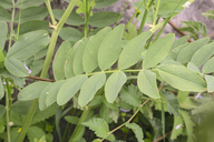 Galega officinalis