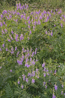 Galega officinalis
