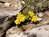 Creeping Oregon Grape