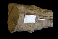 Neocalamites virginiensis