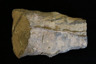 Neocalamites virginiensis