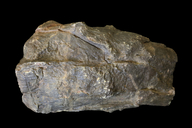 Neocalamites virginiensis