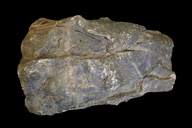 Neocalamites virginiensis