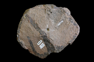 Neocalamites virginiensis