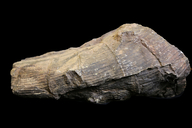 Neocalamites virginiensis