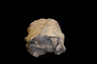 Neocalamites virginiensis